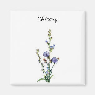 Chicory Plant Magnet Magneet