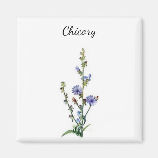 Chicory Plant Magnet Magneet (Voorkant)