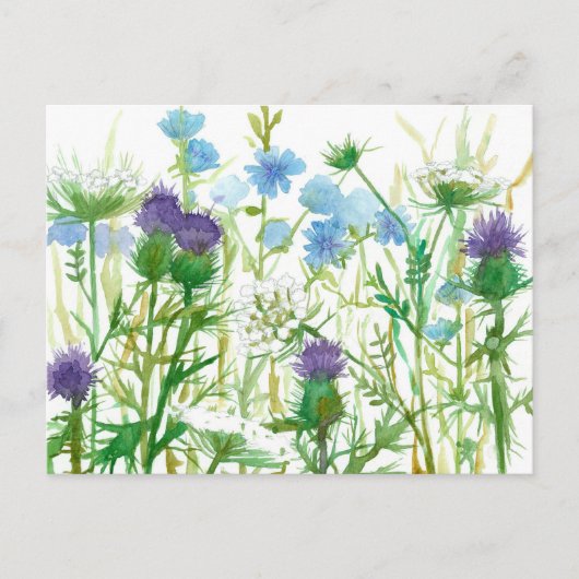 Chicory Thistle Queen Annes Lace Wildbloemen Briefkaart (Voorkant)
