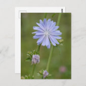 Chicory Wild Flower DIY Briefkaart (Voorkant / Achterkant)