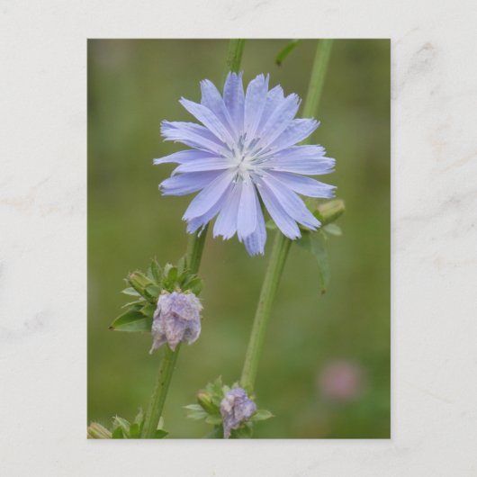 Chicory Wild Flower DIY Briefkaart (Voorkant)