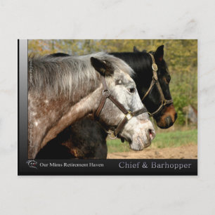 Chief - Appaloosa van de film Prancer Briefkaart