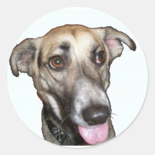 Chien 2, Stickers