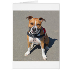 Chien adulte American Staffordshire Terrier