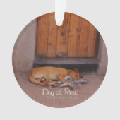 Chien au repos (devant)