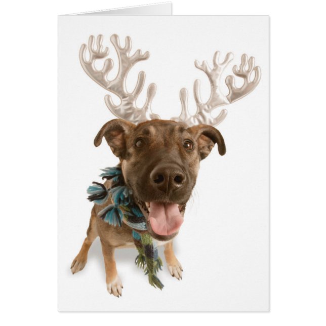 Chien avec bois (Devant)