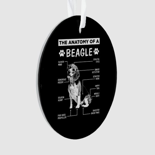 Chien Beagle anatomique (devant)