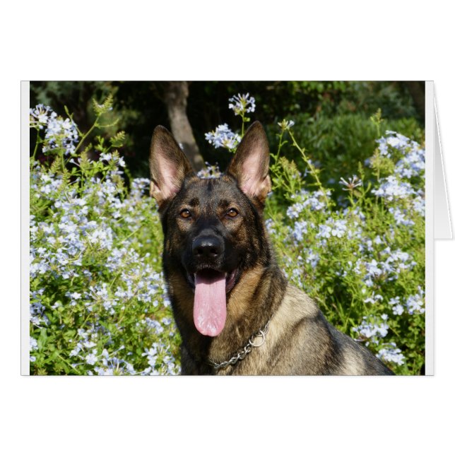 Chien berger allemand (Devant horizontal)
