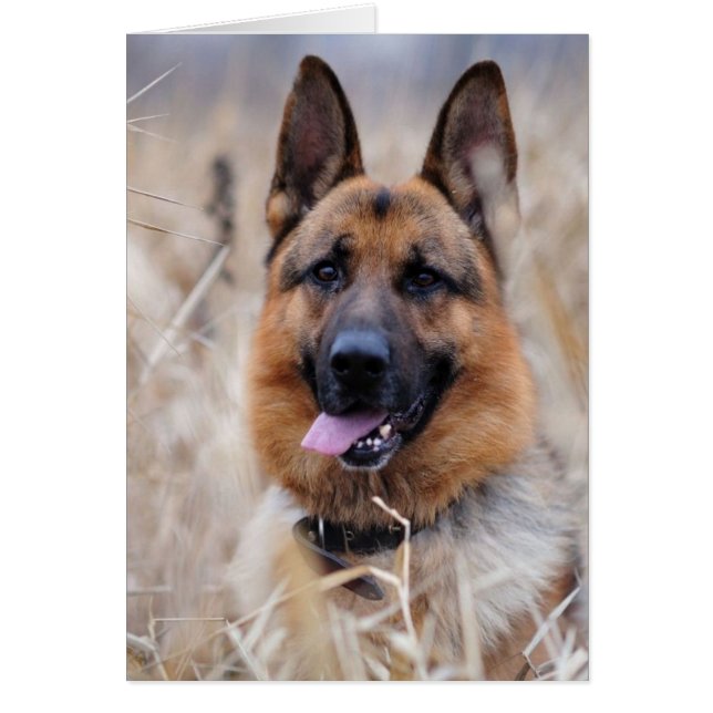 Chien berger allemand (Devant)
