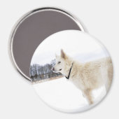 chien berger allemand blanc Magnet (Recto/Verso)