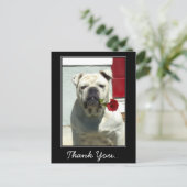 Chien blanc Merci avec carte postale rose (Debout devant)