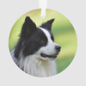 Chien Border Collie noir et blanc (dos)