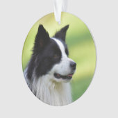 Chien Border Collie noir et blanc (devant)