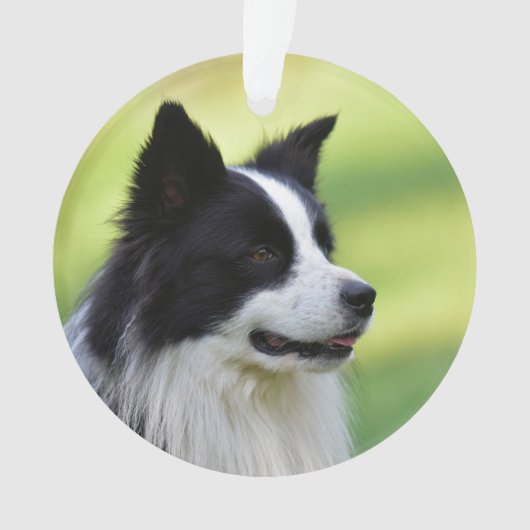 Chien Border Collie noir et blanc (devant)
