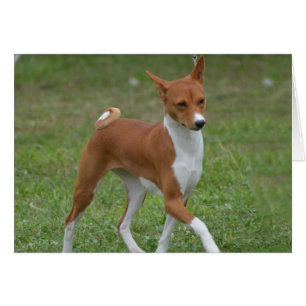 Chien caracolant de Basenji