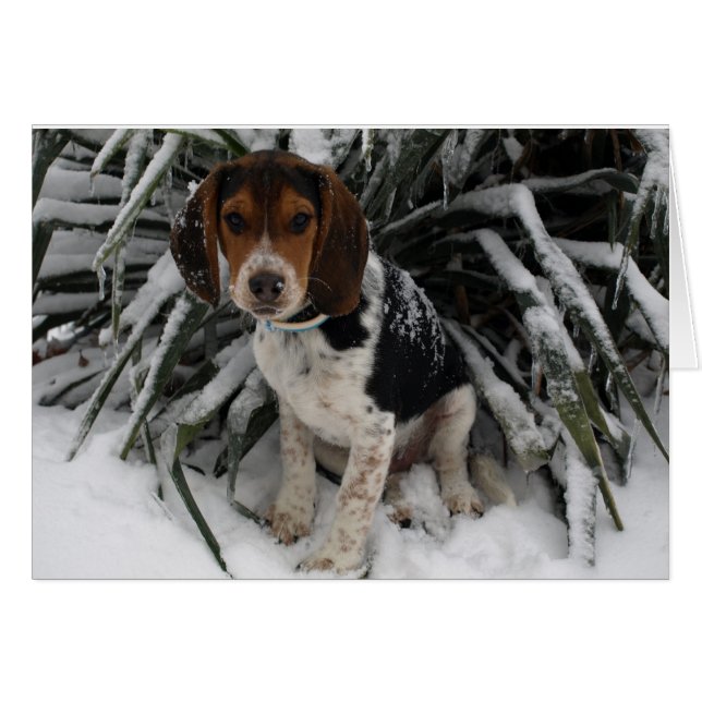 Chien Chien Chien Chien Chien Chien Chien Beagle C (Devant horizontal)