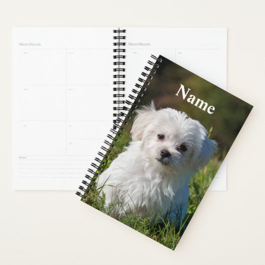 Chien chiot maltais blanc mou (Devant avec enveloppe)