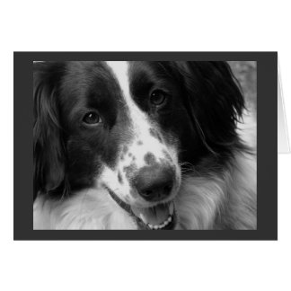 Chien cool, calme et reposant