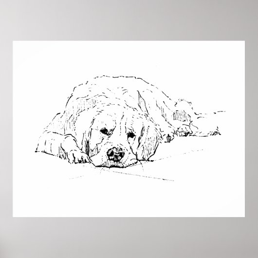 Chien couché Retriever doré, Impression d'art mura (Devant)