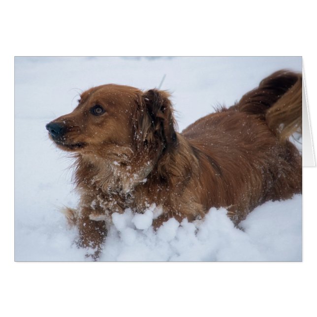 Chien Dachshund dans la neige (Devant horizontal)