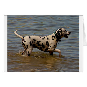 Chien dalmatien