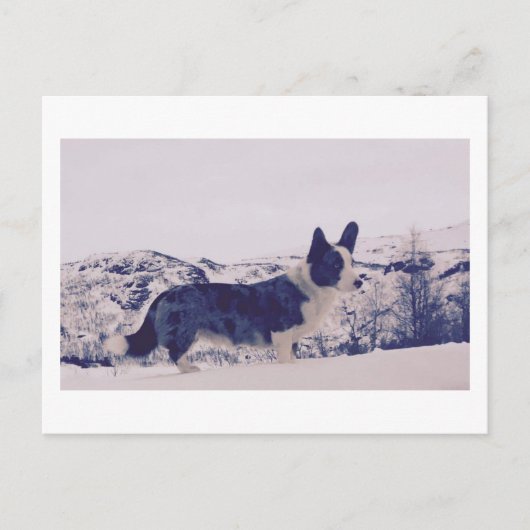 Chien dans la neige Carte postale de vacances (Devant)