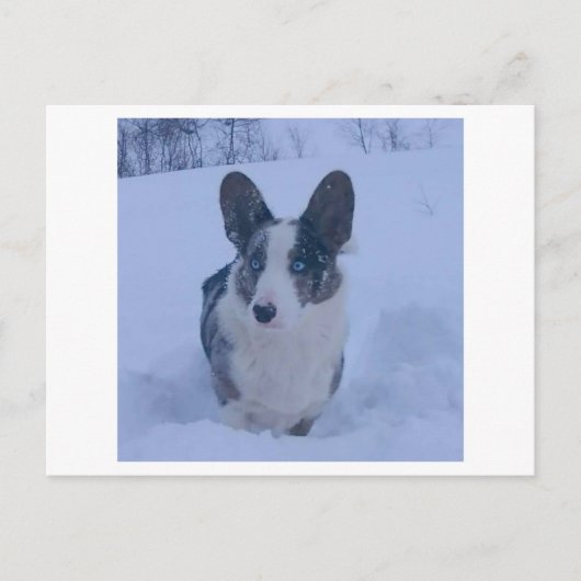 Chien dans la neige Carte postale de vacances (Devant)