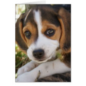 Chien de bébé beagle (Devant)