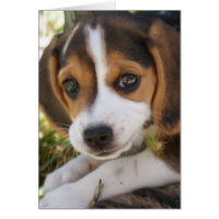 Chien de bébé beagle