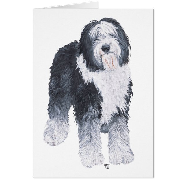 Chien de berger anglais ancien (Devant)