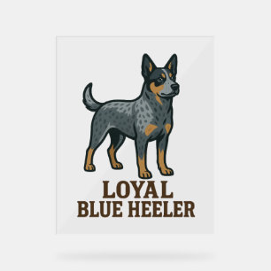 Chien de bétail australien Loyal Blue Heeler