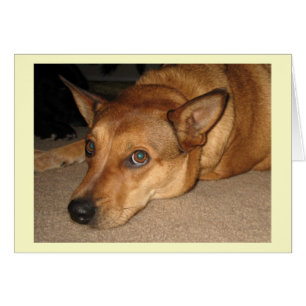 Chien de bétail Red Heeler - Amoureux des chiens d