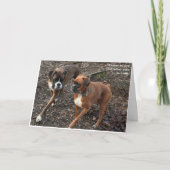 Chien de boîte Valentine (Devant)