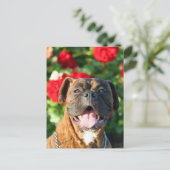 Chien de boxe Brindle Carte postale (Debout devant)