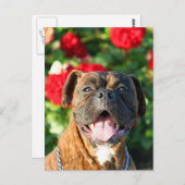 Chien de boxe Brindle Carte postale (Devant / Derrière)