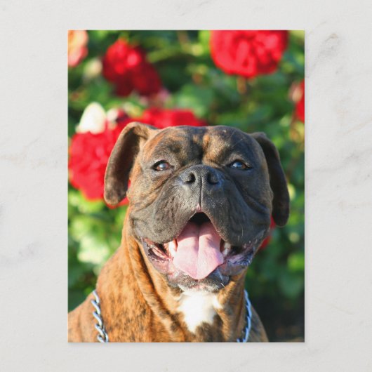 Chien de boxe Brindle Carte postale (Devant)