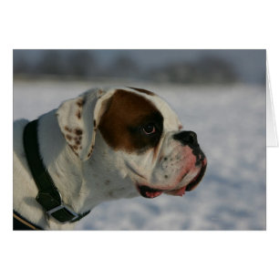 Chien de boxe dans la neige