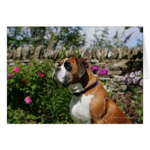 Chien de boxe dans les fleurs