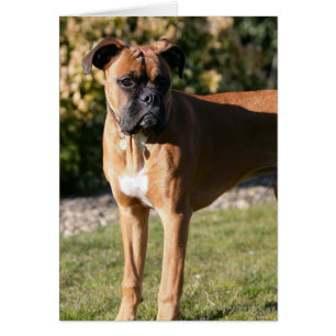 Chien de boxe de la faune debout