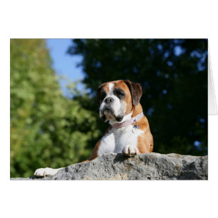 Chien de boxe posé sur un rocher