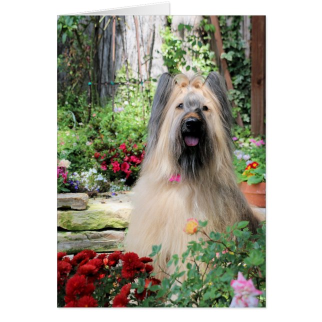 Chien de Briard dans le jardin d'agrément (Devant)
