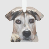 Chien de chasse de Coonhound de marcheur de (dos)