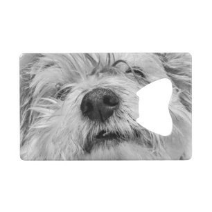 Chien de Coton de Tulear