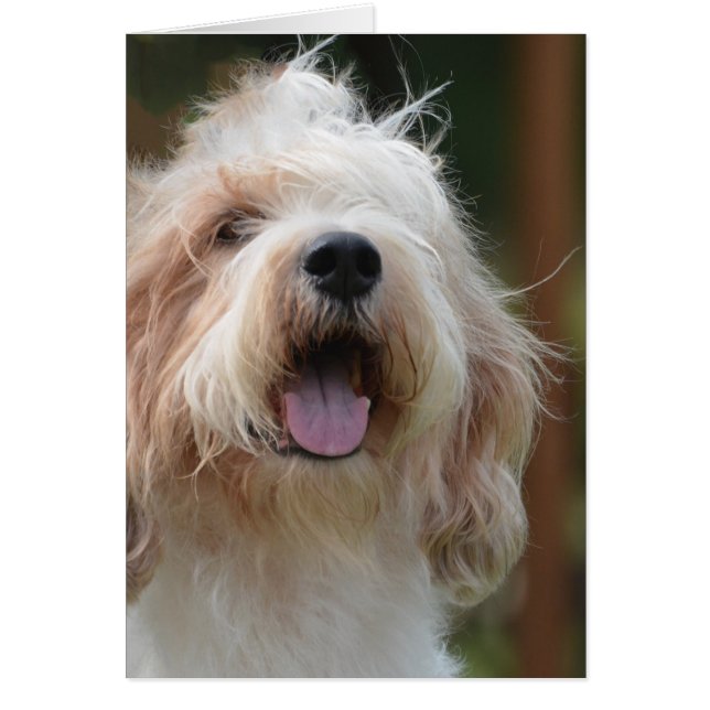 Chien de Grand Basset (Devant)