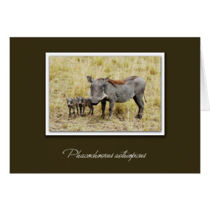 Chien de guerre avec piglets cartes safari