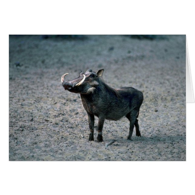 Chien de guerre - Gros sanglier (Devant horizontal)