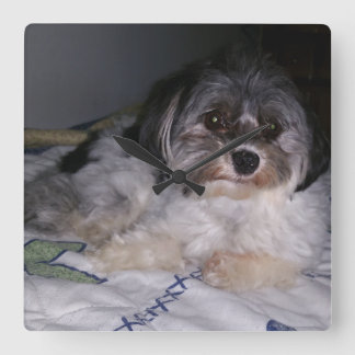 Chien de Havanese, horloge murale carrée