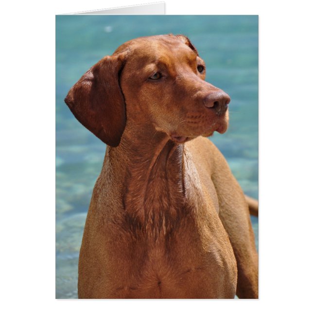 Chien de Magyar Vizsla (Devant)