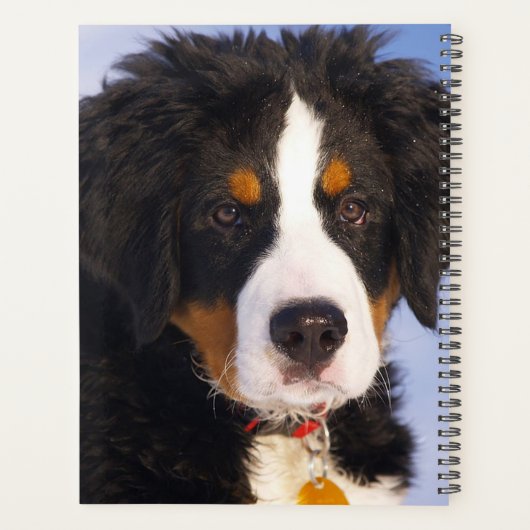 Chien de montagne bernois (Dos)