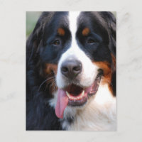 Chien de Montagne bernois avec carte postale Grand